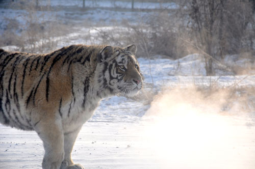 Siberian Tiger